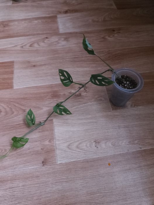 Монстера.         .