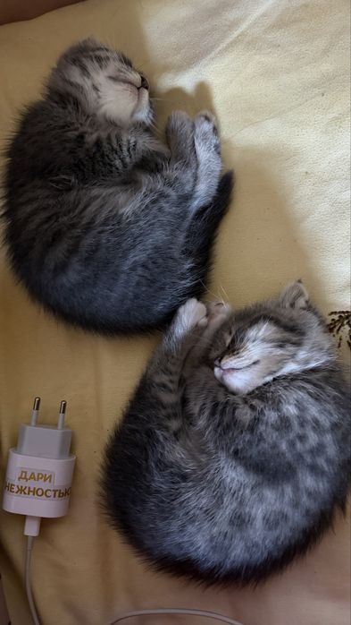 Продам котят вислоухие