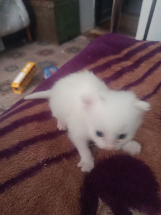 Котенок породистый