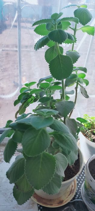 Цветы.Продам или обмен