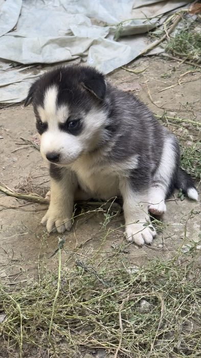 It zoti xaski 6 ta bor 3 o’g’il 3 ta qiz kimga qiziq bolsa
