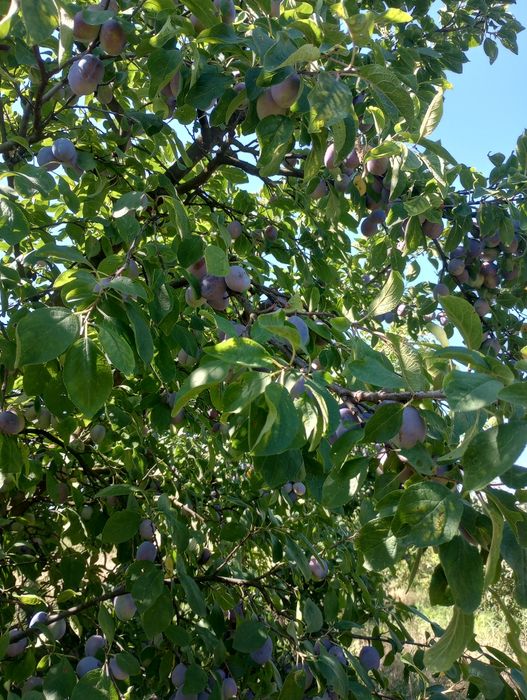 Prune de vară din livada proprie