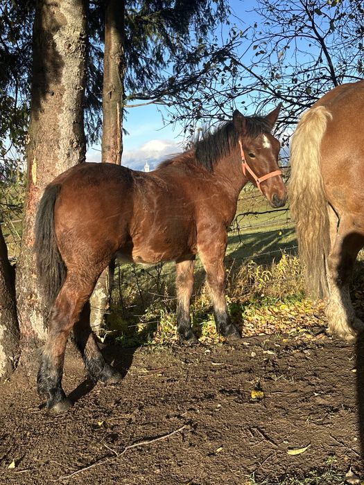 Mânz roşu de vânzare