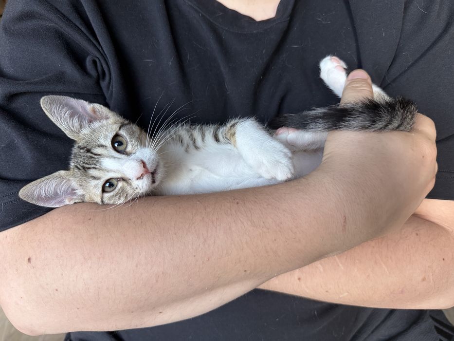 Pui de pisicuta pentru adoptie
