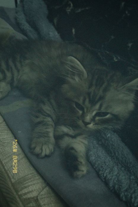 Котёнок шотландской породы