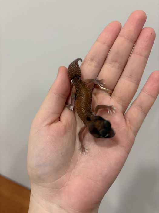 Нефрурусы геккон