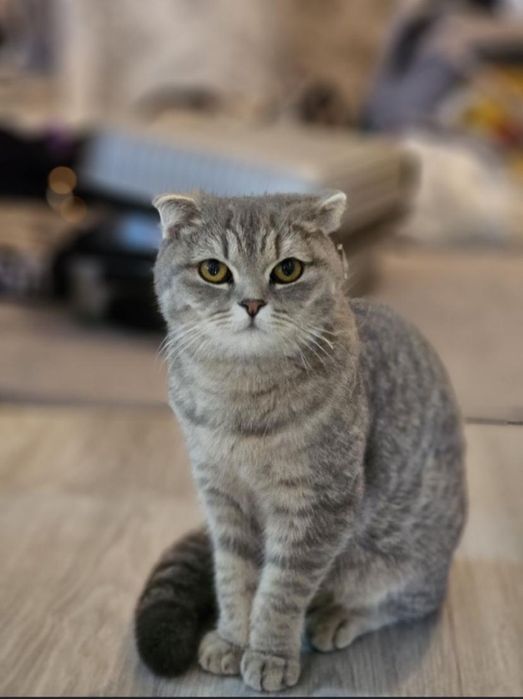 Кошка Шотландский вислоухий