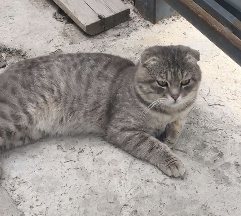 Ищем дом для этого красавца