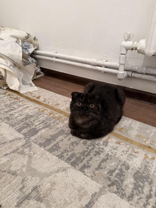 Продам котёнок большой