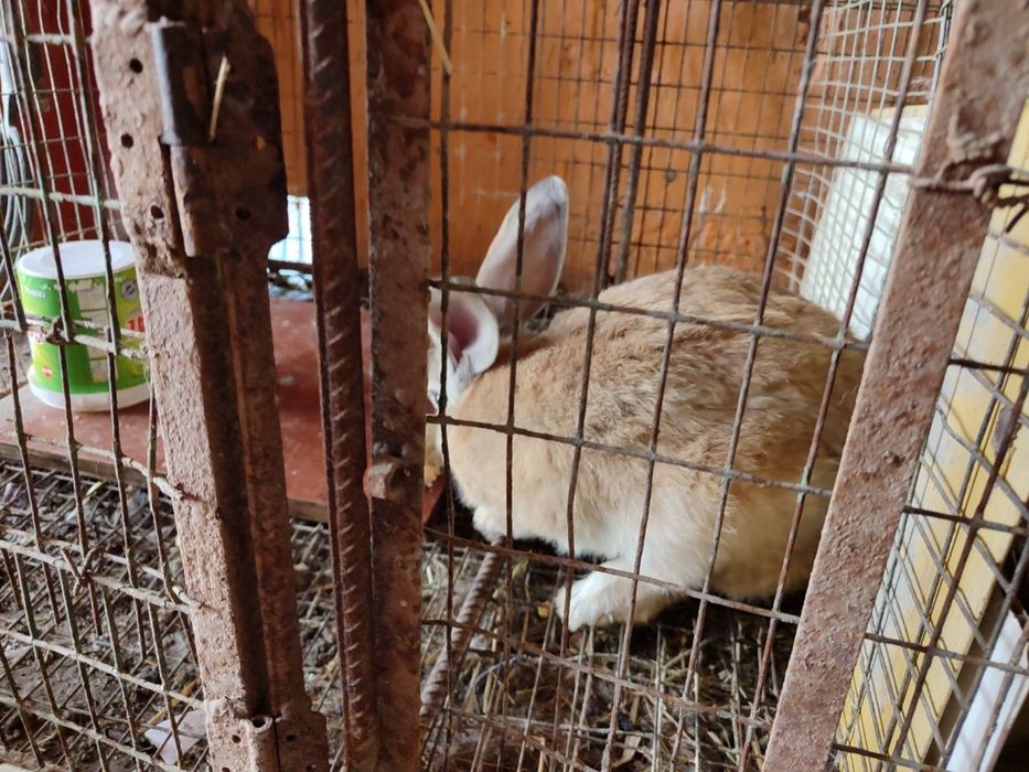 Она бола куйонлар 7 та боласи бор