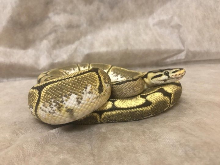 Королевский питон