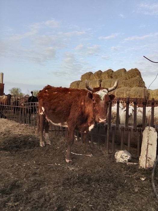 Корова с теленком подсос