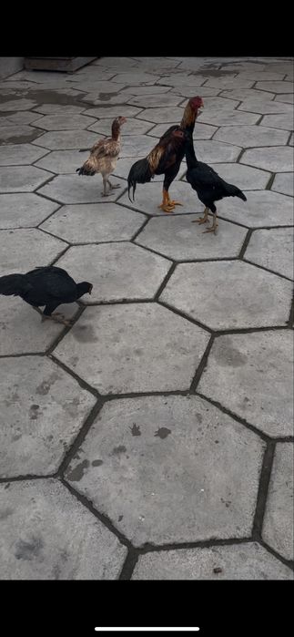 Продам баиццовых