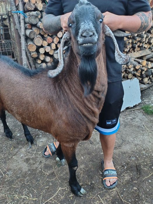 Țap anglo nubian