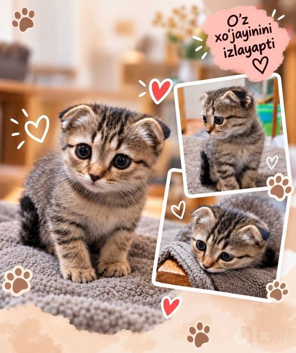 котенок, мальчик, Шотландская вислоухая