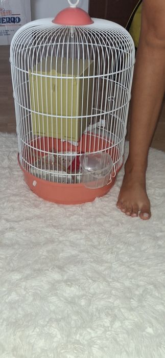 Colivie cusca papagali perusi ca noua