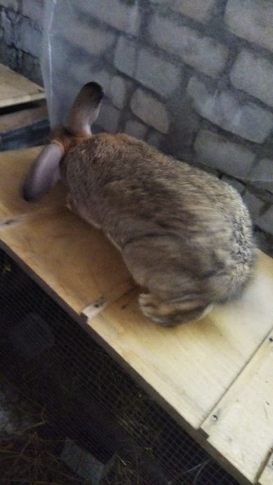 Продам 2 кролихи