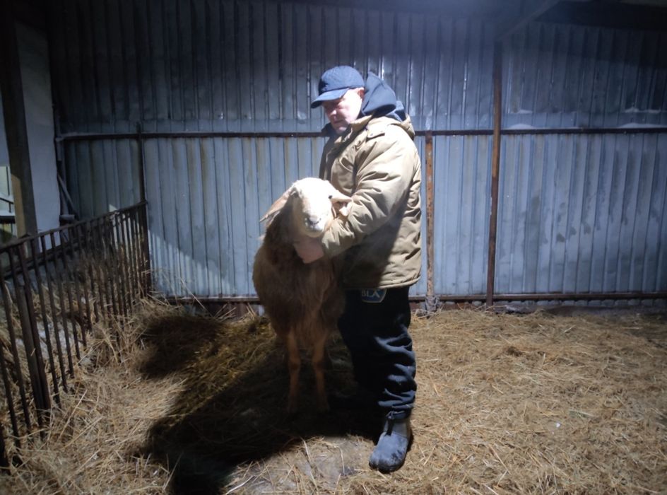 Продам барана гиссарский