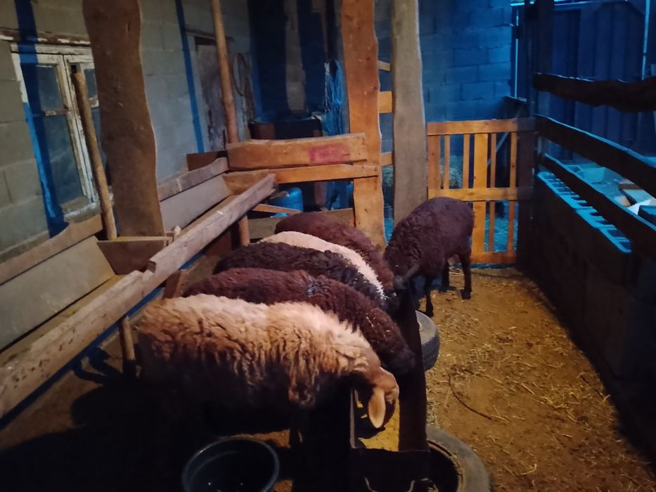 Продам баран кой сатылады