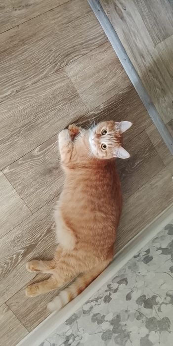 Отдам даром кошечку