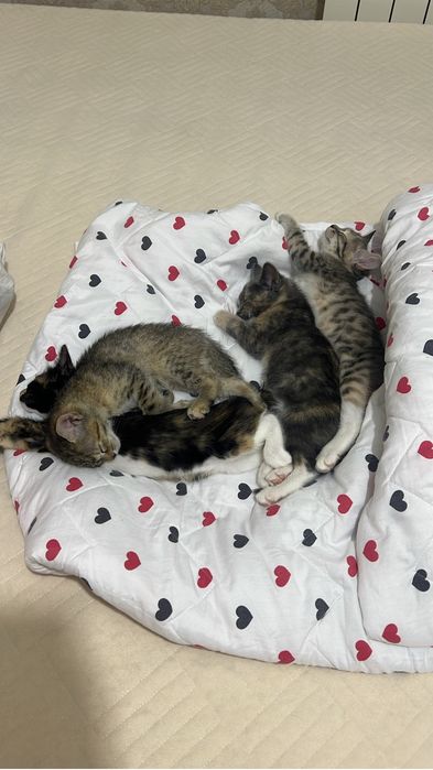 Котята в добрые руки