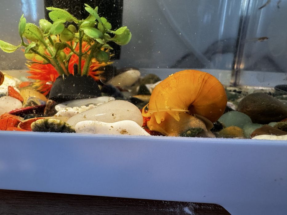 Аквариум 20 литров с рыбками