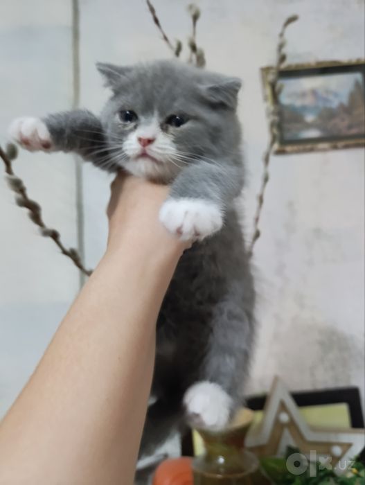 Продаю котят скоттиш-страйт