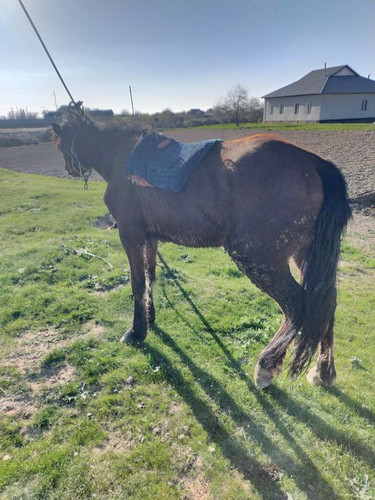 Жылқы малы жуас мінгі