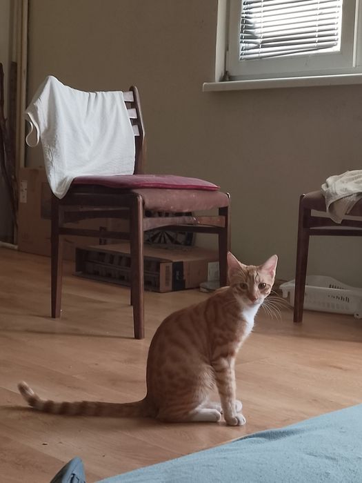 Подарявам мъжка котка