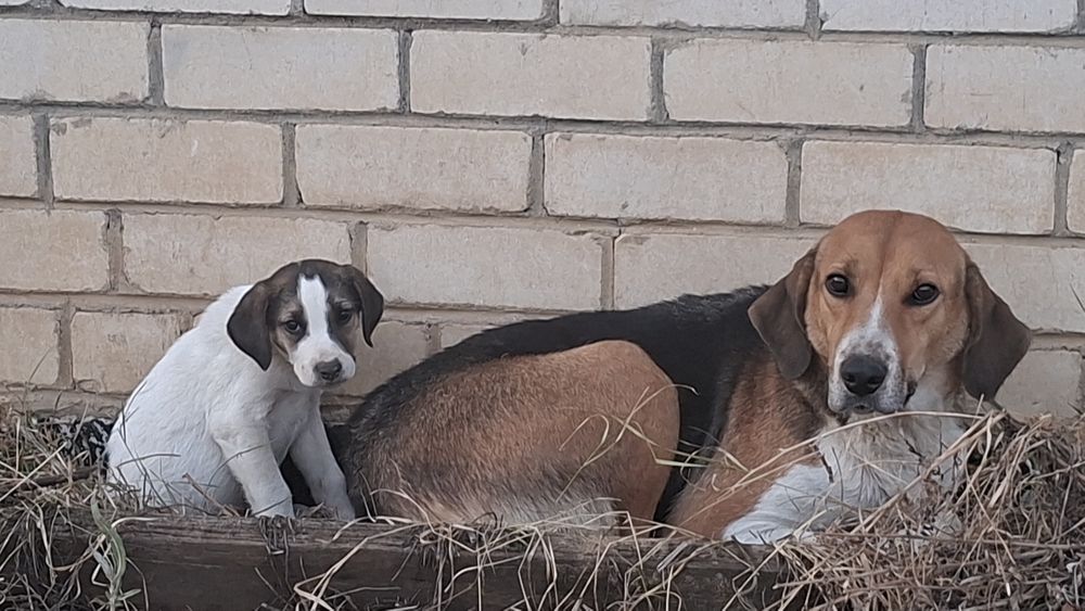 Собаки охотничьи
