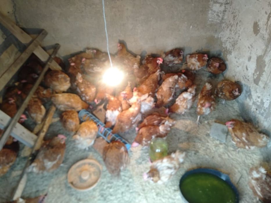 Куры Ломан Браун