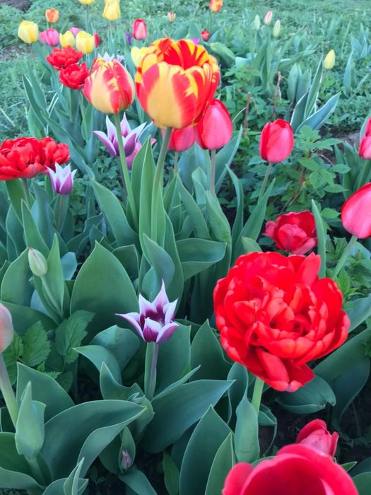 Продам тюльпаны роскошные красивые