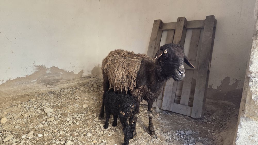 Козылы кой сатылад