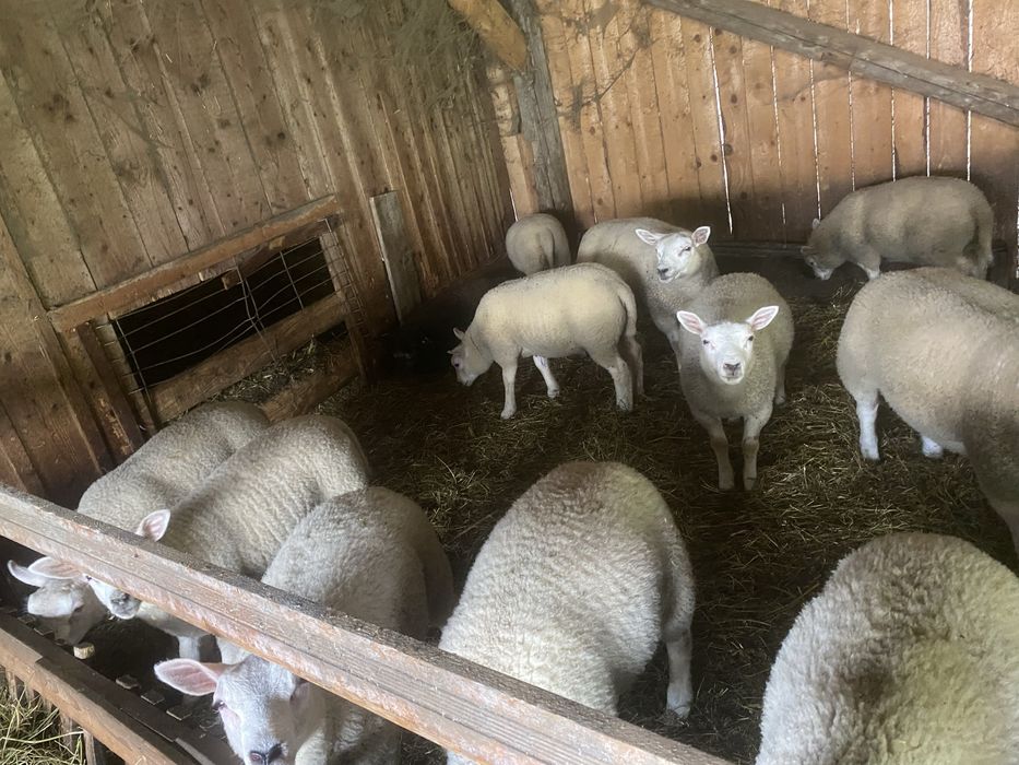 Miei texel. Din parinti cu origine!