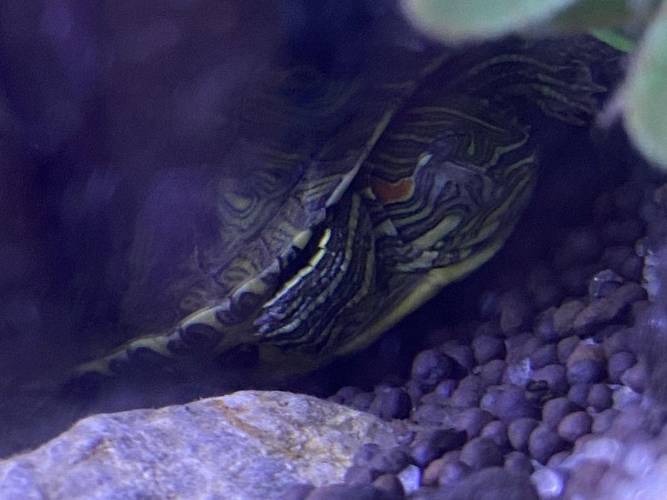 Черепаха красноухая 25 000 тг