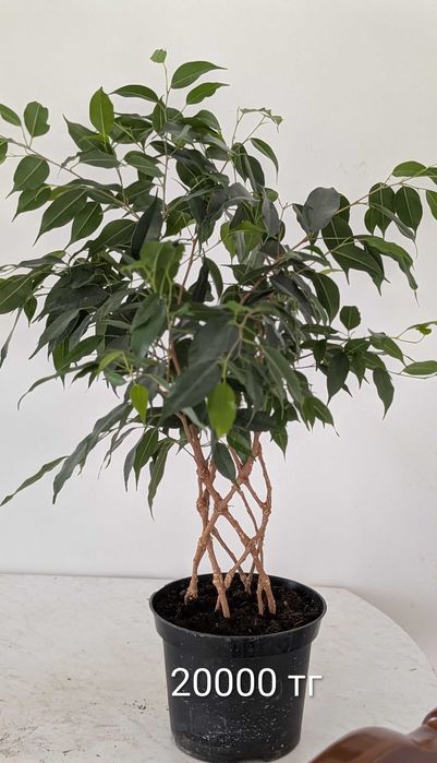 Фикус Бенджамина, комнатное растение