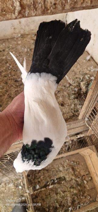 Черно шеики черно хвостые