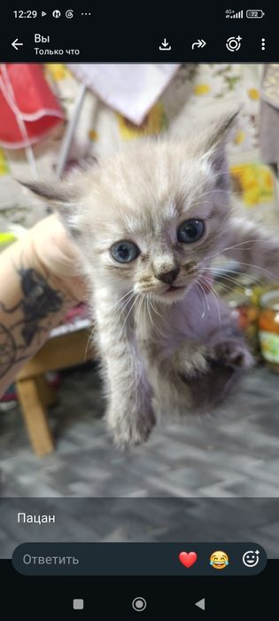 Отдам котят в добрые руки
