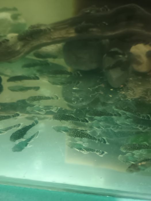 Обикновен Анцуструс