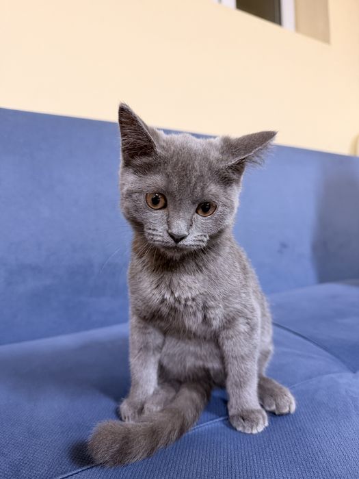 Котенок девочка