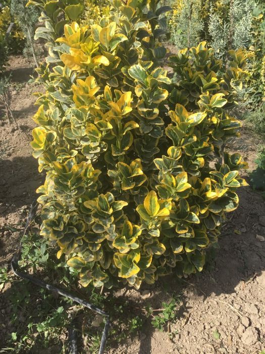 Iyanomis Yaponika sotiladi