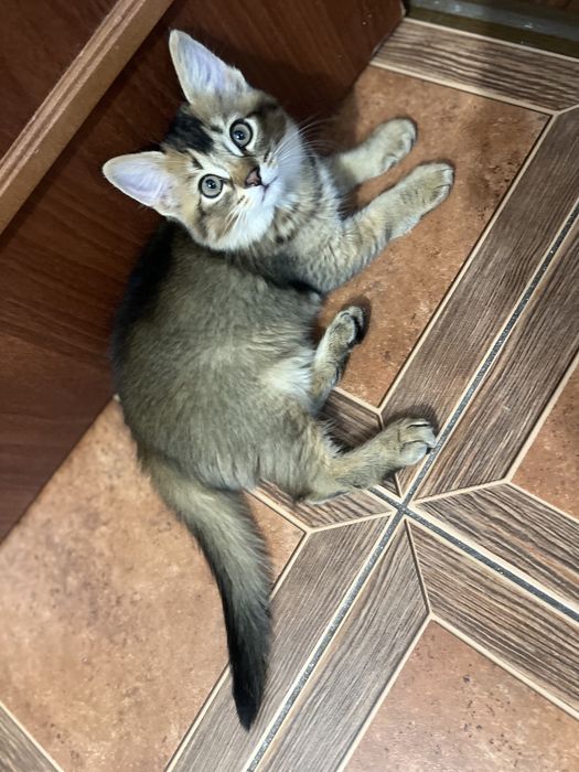 Котята редкой породы Чаузи