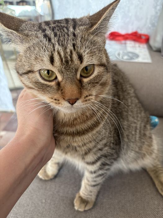 Отдам молодого кота