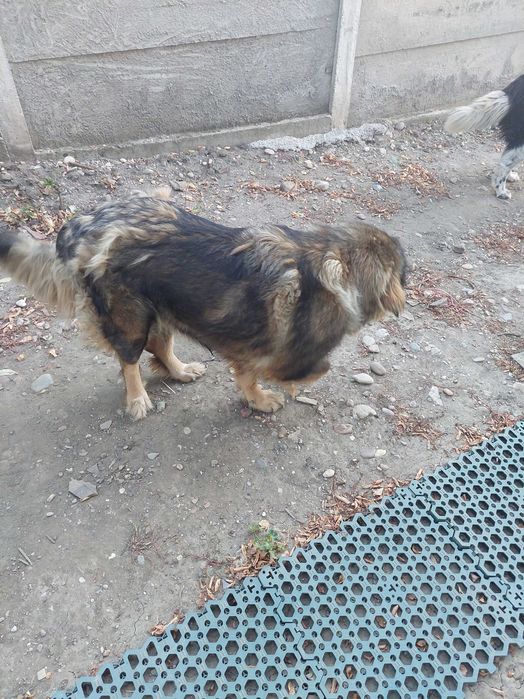 Caini ciobanesc de bucovina si caucazian