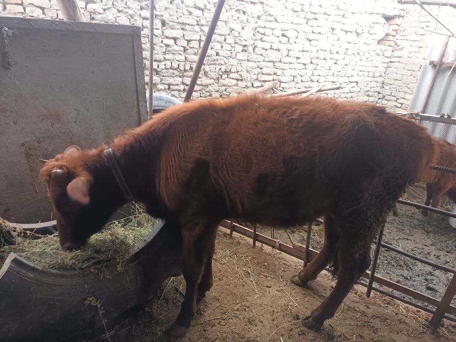 Bùgoz gunojin sotiladi