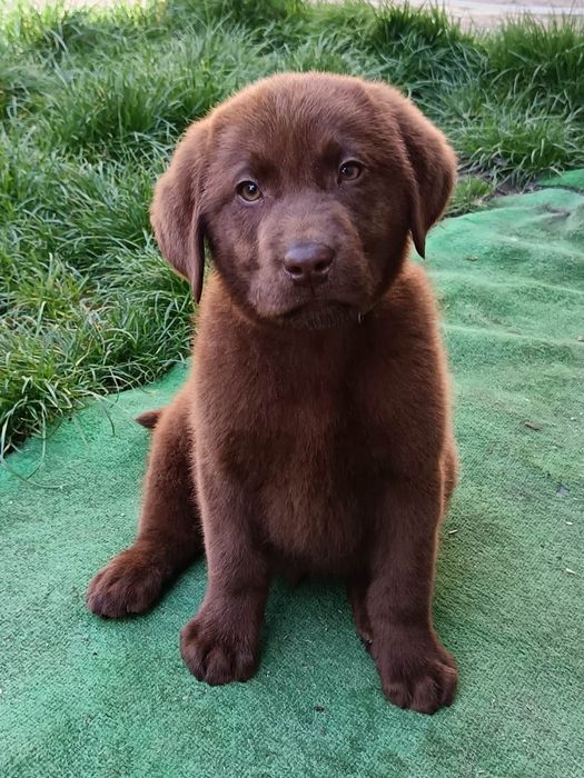 Labrador retriever pedigree