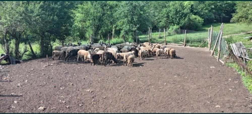 Se vând oi și capre!