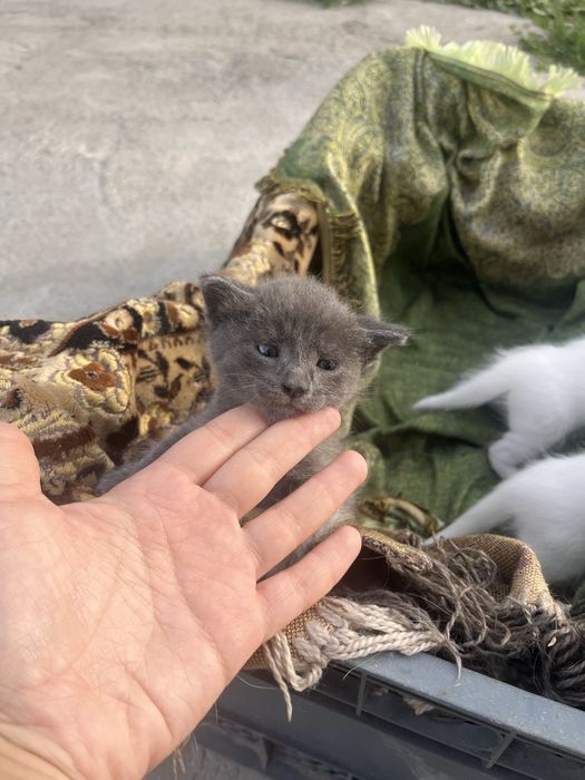 Отад котят в хорошие руки