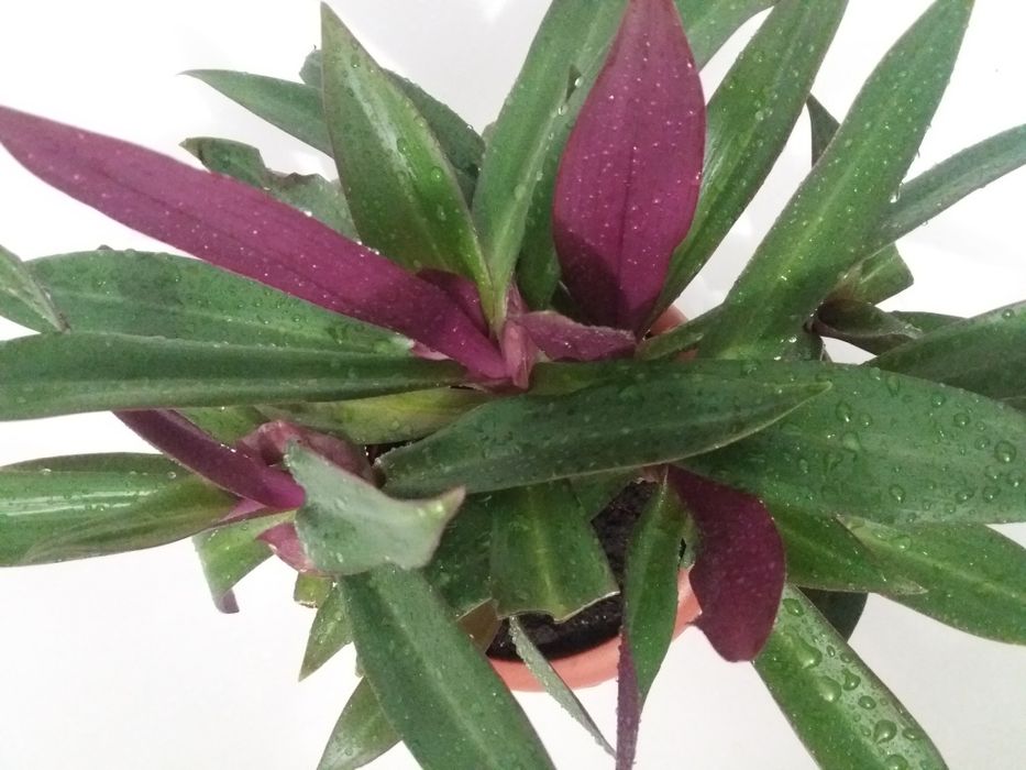 Комнатный цветок рэо