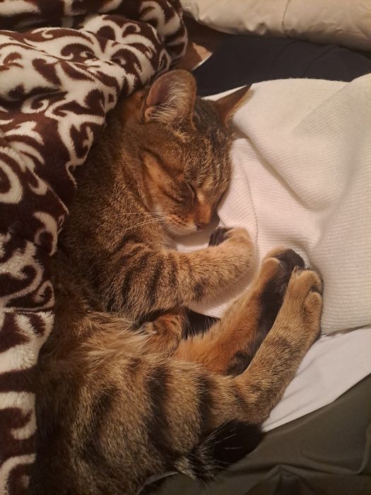 Хочу здать кошку домашнюю